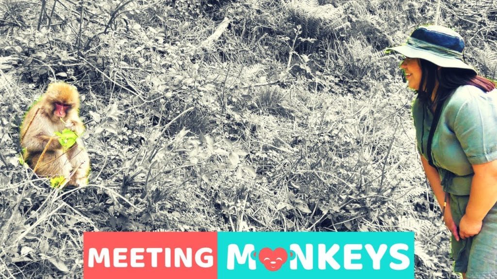 Snow Monkeys in Nagano | Japan Vlog | Full Time Travelers