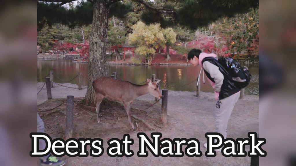 Red Trees and Cute Deers (Osaka Trip) Kobe Beef and Nara Park