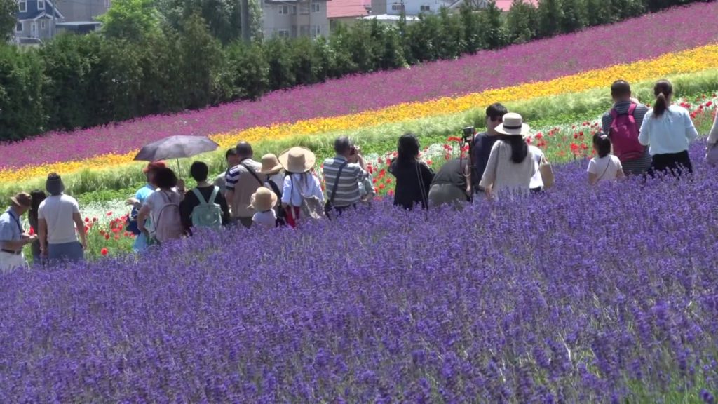 Lavender fields in Hokkaido, Japan