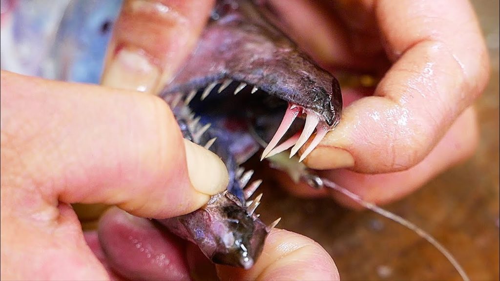 Japanese Street Food - GIANT HAIRTAIL FISH Teriyaki Croquette Sashimi Okinawa Seafood Japan