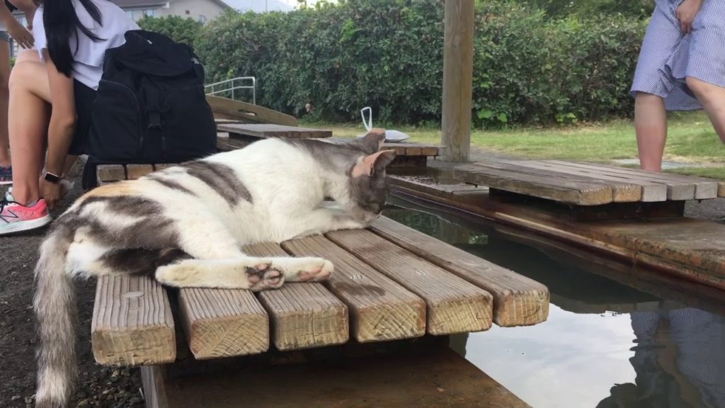 Kyushu Yakushima Kagoshima Sakurajima Japan FUN