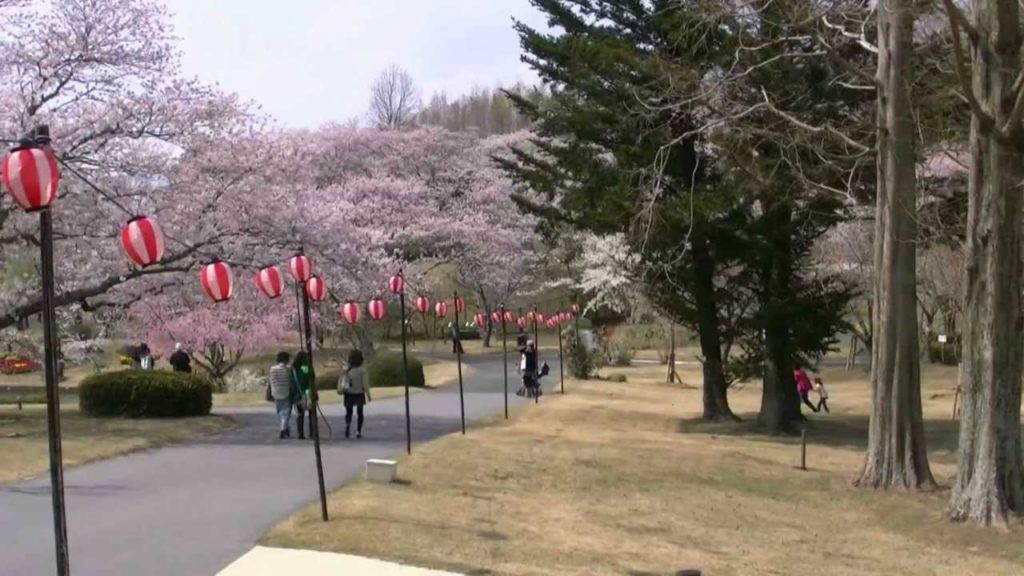 浜松フラワーパーク・桜＆チューリップ祭り10,Sakura＆Tulip festa,Hamamatsu,Japan