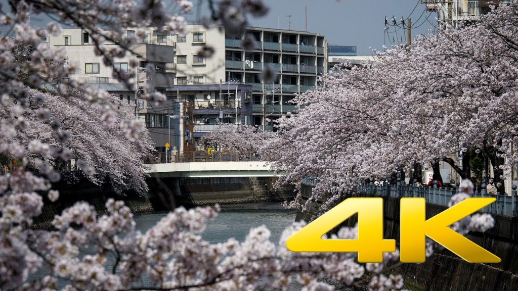 Ooka River Cherry Blossoms – Yokohama – 大岡川 – 4K Ultra HD Ooka River Cherry Blossoms - Yokohama - 大岡川 - 4K Ultra HD