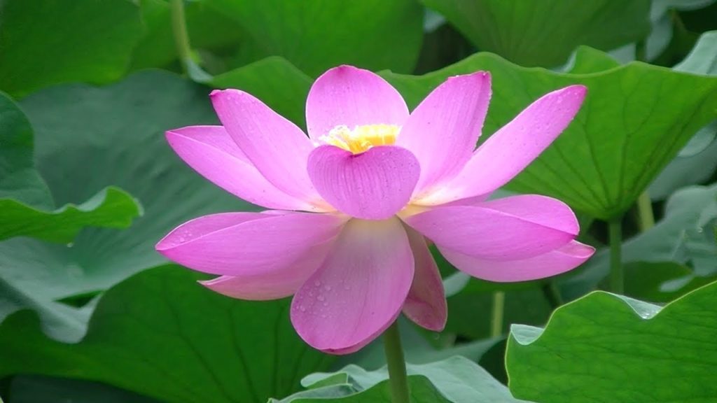 Lotus flower in Chiba Park - Rainy season - 千葉公園 蓮の花