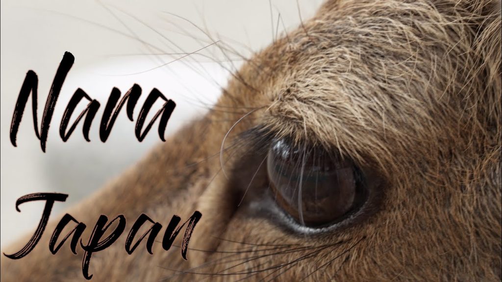 TRAVEL JAPAN | CITY OF NARA | THINGS TO DO π―π΅ TRAVEL JAPAN | CITY OF NARA | THINGS TO DO π―π΅