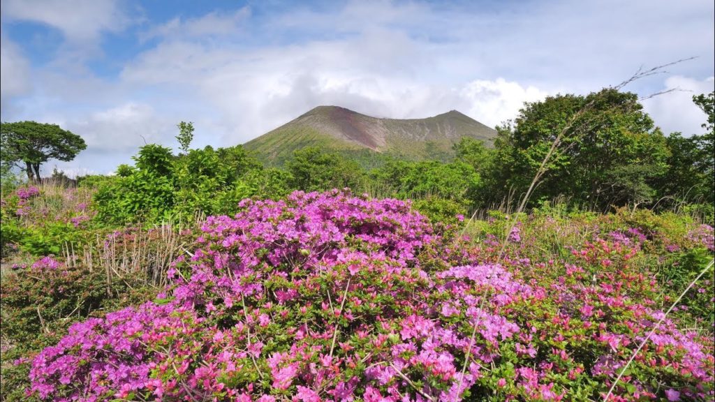 JG☆☆☆☆☆ 4K HDR 鹿児島 霧島のミヤマキリシマ群落一周 Kagoshima,Miyamakirishima at Kirishima