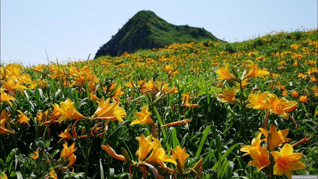 JG HDR 新潟 佐渡 大野亀のカンゾウ群落(ジオパーク) Niigata,Sado Onogame Daylily(Geopark)