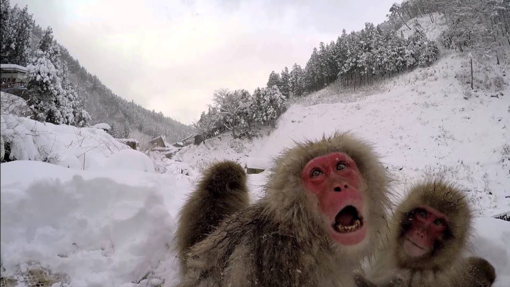 Jigokudani Snow Monkeys – Nagano Japan Jigokudani Snow Monkeys - Nagano Japan