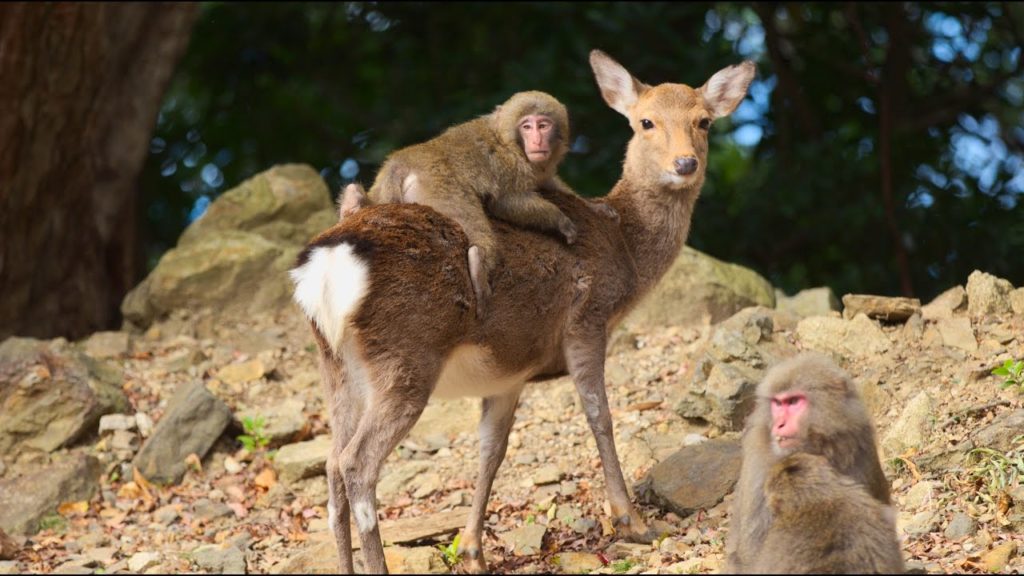 JG☆☆☆☆☆4K 鹿児島 世界遺産 屋久島の冬 ベストシーズン Kagoshima,World Heritage Yakushima(Special Natural Monument)