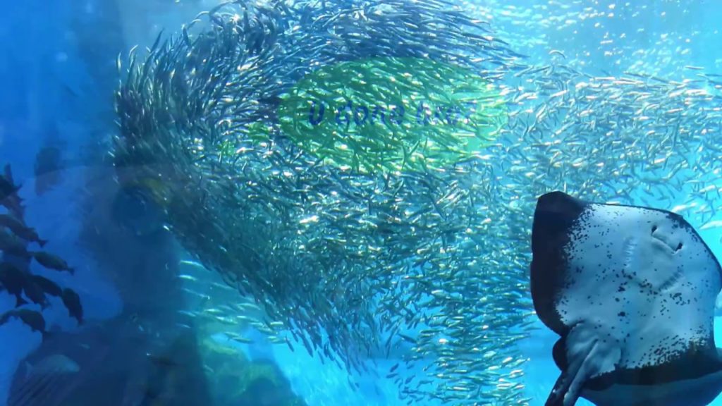 A Trip to a Japanese Aquarium: Sendai Umino-Mori A Trip to a Japanese Aquarium: Sendai Umino-Mori