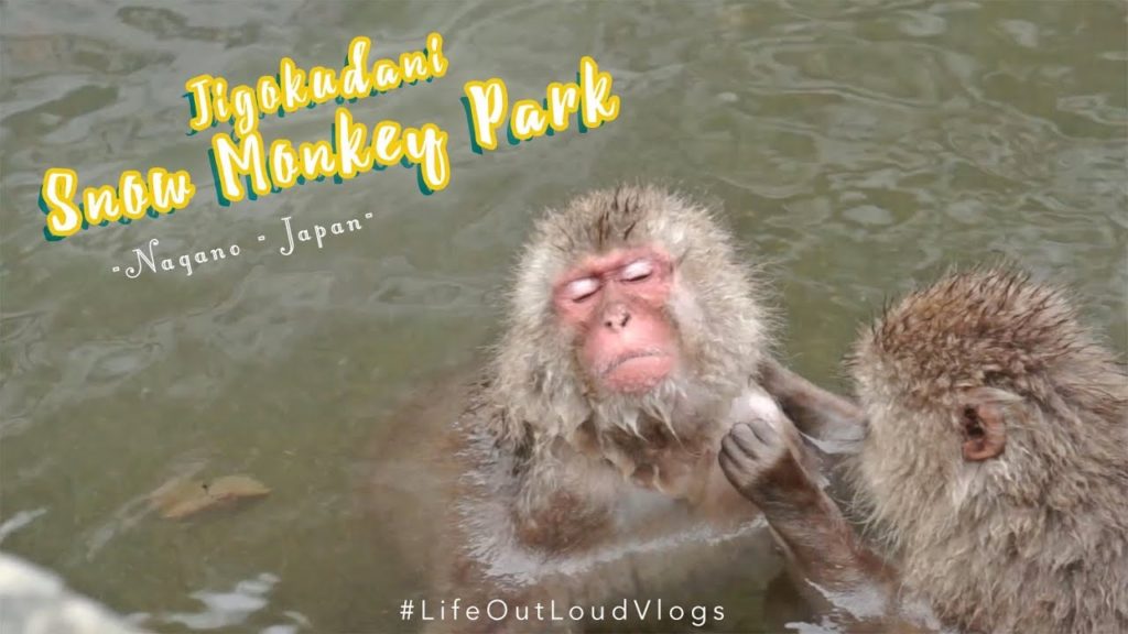 Jigokudani Snow Monkey Park | YUDANAKA – NAGANO – JAPAN Jigokudani Snow Monkey Park | YUDANAKA - NAGANO - JAPAN