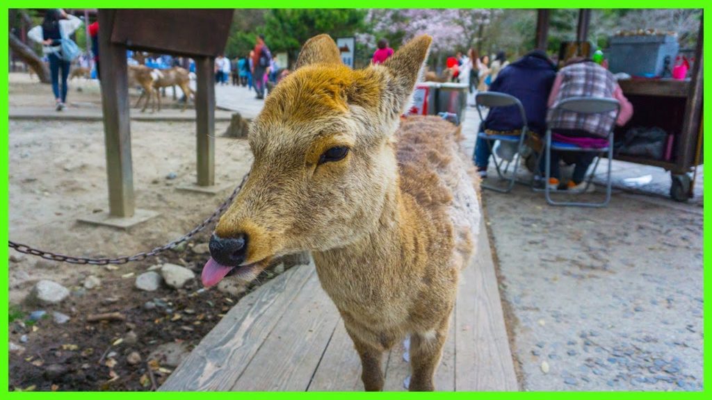 JAPAN - Nara, Hiroshima, Itsukushima | Pt.2