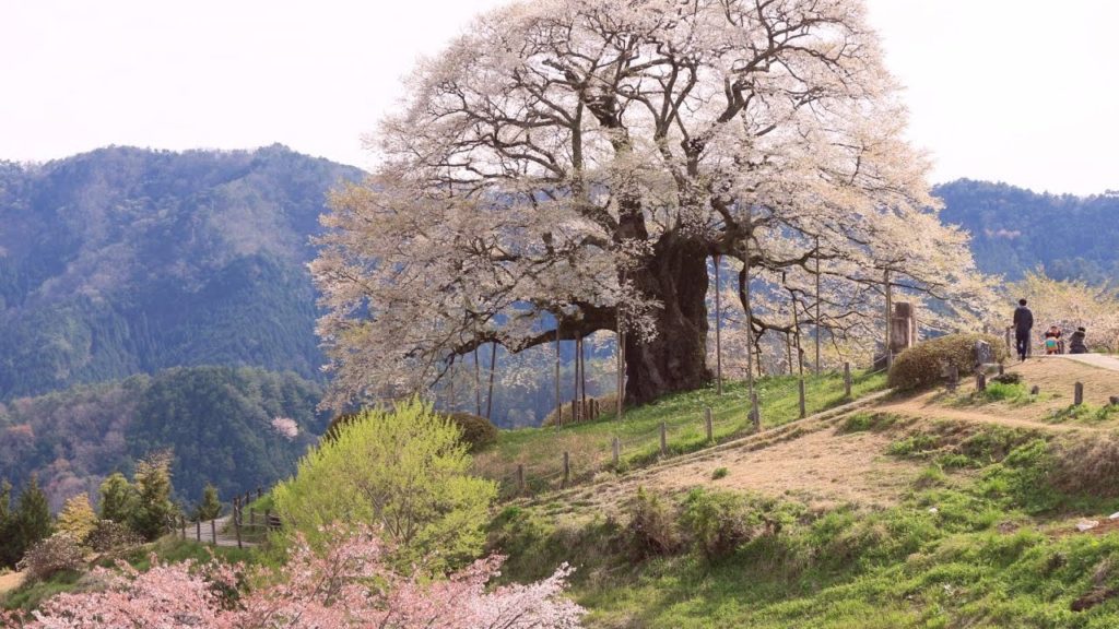 JG 4K 岡山 一度は行きたい 醍醐桜 Okayama,Daigosakura