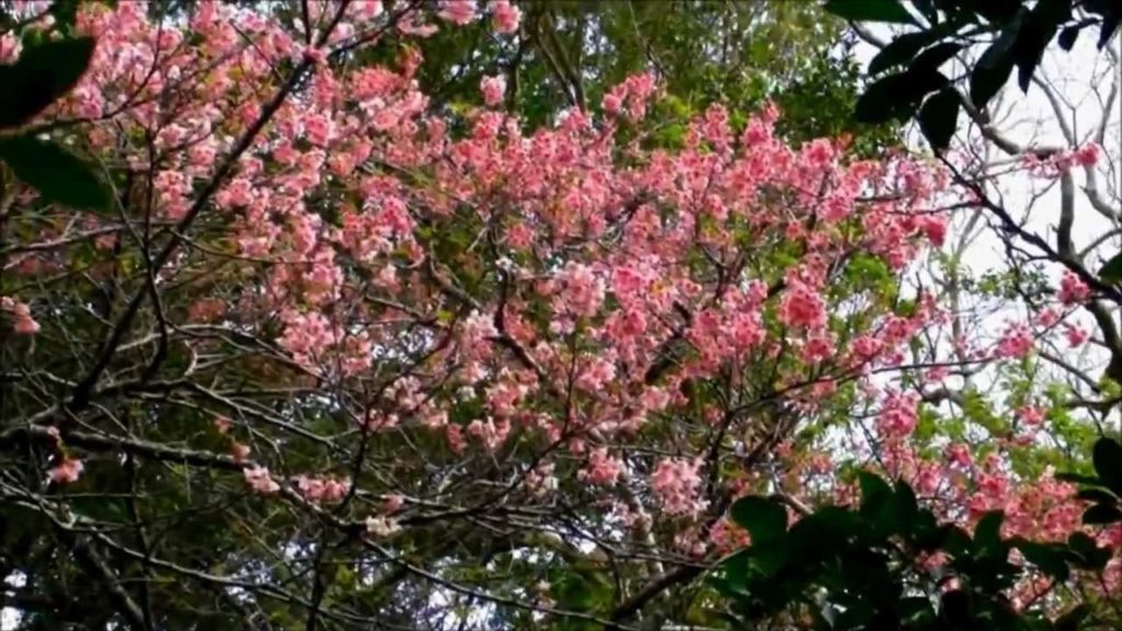 Nanzan-jo Castle Site