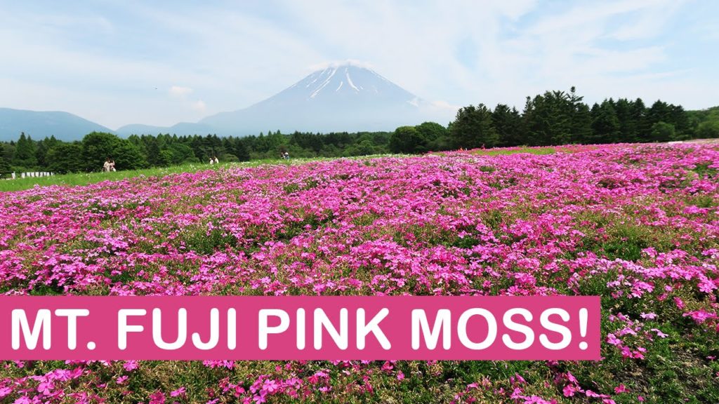 Mt. Fuji Pink Moss Festival at Lake Motosu | Shibazakura 富士芝桜まつり | JAPAN VLOG