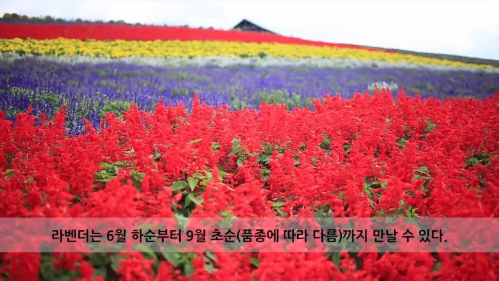 일본 홋카이도 후라노 여행 : 칸노팜 Hokkaido Furano かんのファーム