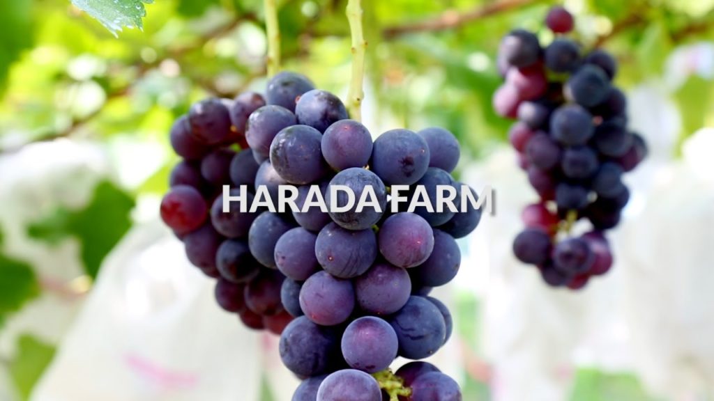 Harada farm, Gunma | One Minute Japan Travel Guide