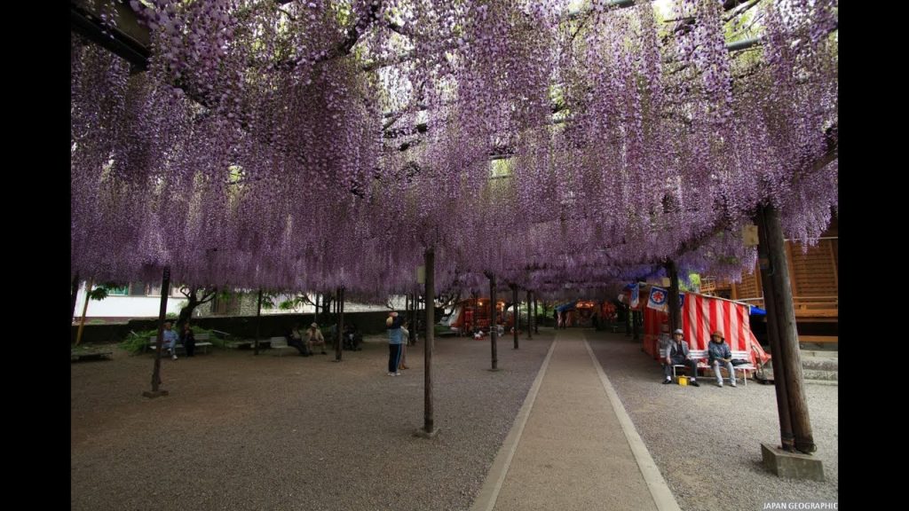 JG 福岡 黒木のフジ(天然記念物) Fukuoka,Wisteria at Kurogi(Natural Monument)