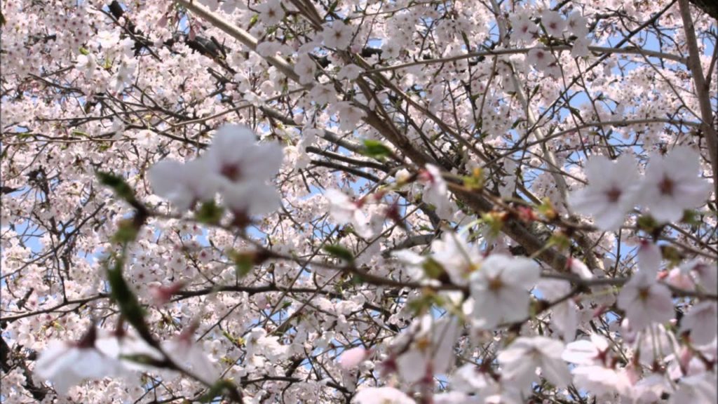 Sakura 2011 Slide Show! The best of the best!