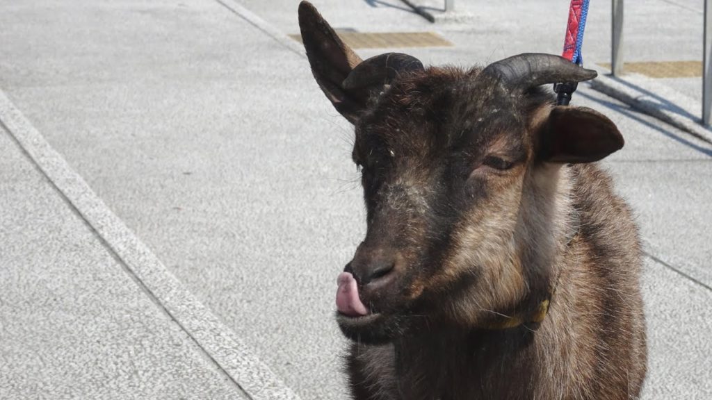 Goat Rental in Yokohama, Japan | March 27, 2016