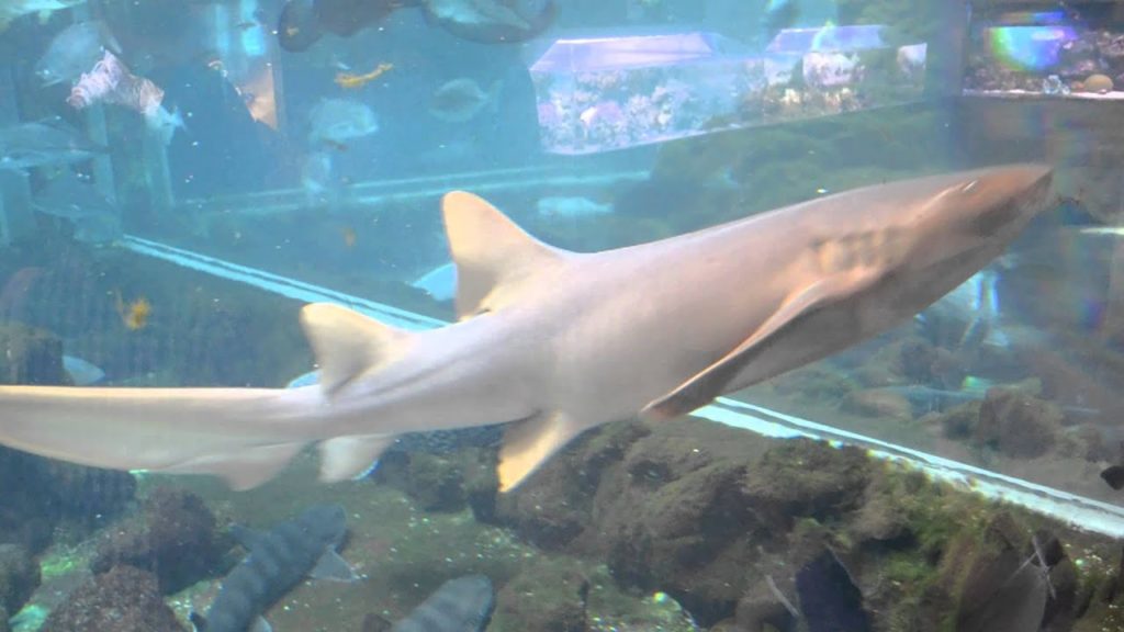 アキーラさん訪問⑫静岡県・伊豆三津シーパラダイス・サメ編・Izu-mito-Sea-paradice,Izu,Shizuoka,Japan