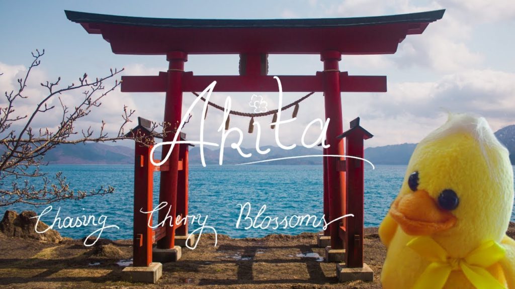 Akita: Chasing Cherry Blossoms
