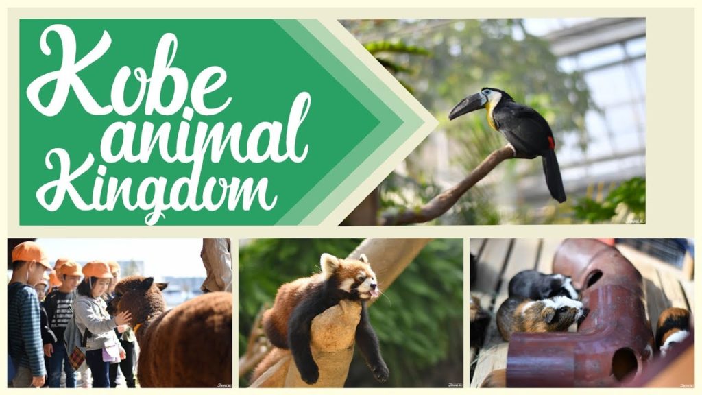 Attention  Animal Lovers!! Kobe Animal Kingdom 神戸どうぶつ王国