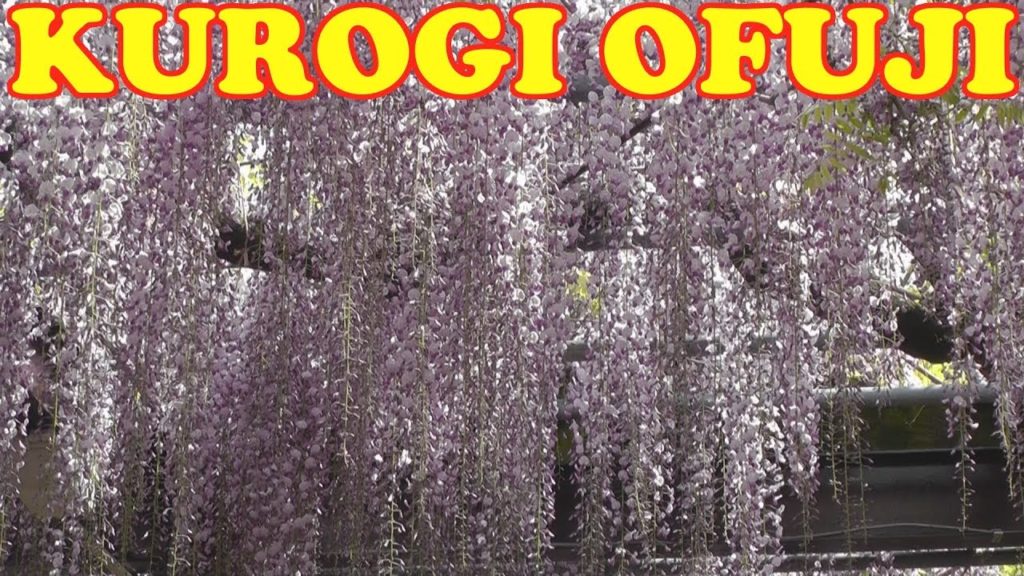 Kurogi no Ofuji Wisteria, Yame City Fukuoka - 黒木の大藤●福岡県八女市 - Japan As It Truly Is