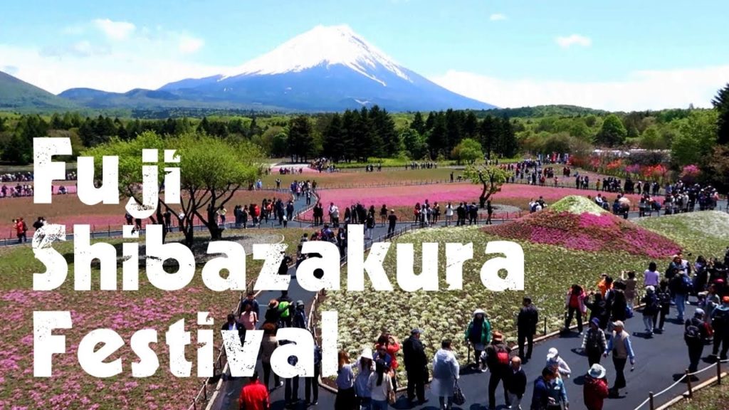 Fuji Shibazakura festival: Pink Moss Phlox Flower Park & Mount Fuji views, Japan