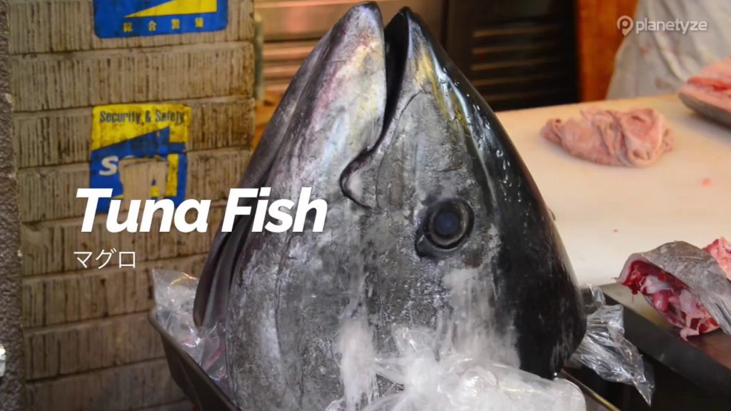 Tuna Fish | Japan Travel Guide