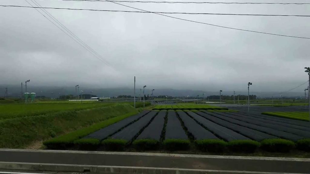 Japanese Green Tea Fields (5 April 2015, Chiran, Kagoshima) Japanese Green Tea Fields (5 April 2015, Chiran, Kagoshima)
