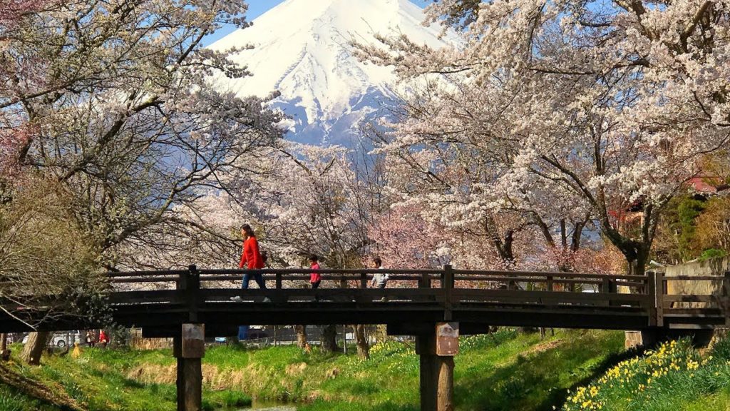Cherry blossoms & Mt.Fuji in Oshino Hakkai 忍野八海の桜と富士山2017