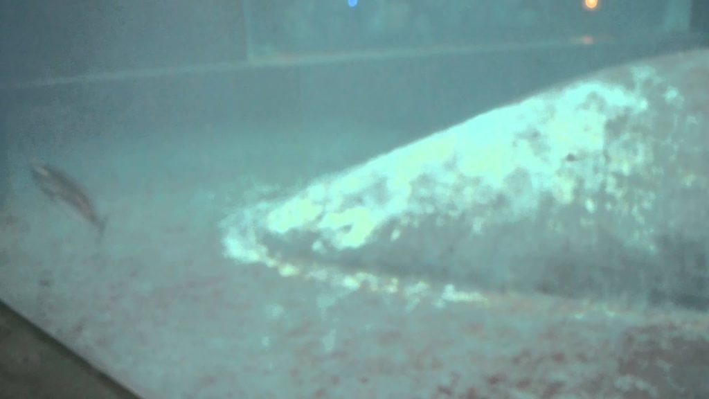 アキーラさん訪問①静岡県・伊豆三津シーパラダイスの小魚水槽！Izu-mito-Sea-paradice,Izu,Shizuoka,Japan