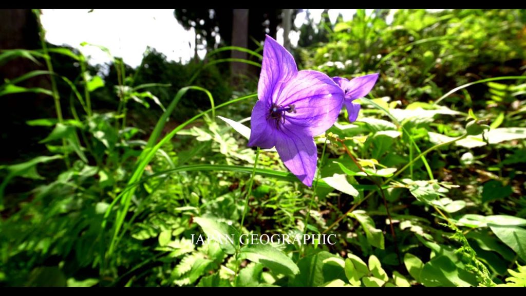 JG 4K 新潟 上越の棚田 Joetsu Tanada,Niigata
