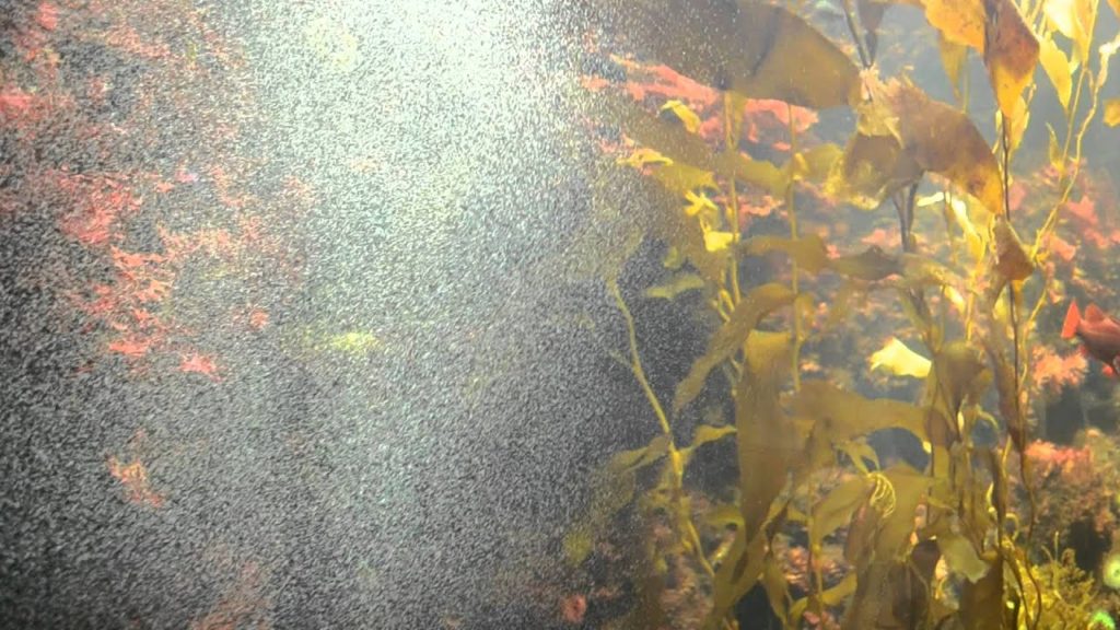 アキーラさん訪問④静岡県・伊豆三津シーパラダイスの小魚水槽！Izu-mito-Sea-paradice,Izu,Shizuoka,Japan