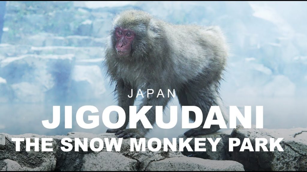 Jigokudani, la valle dell'inferno - Giappone (Nagano)