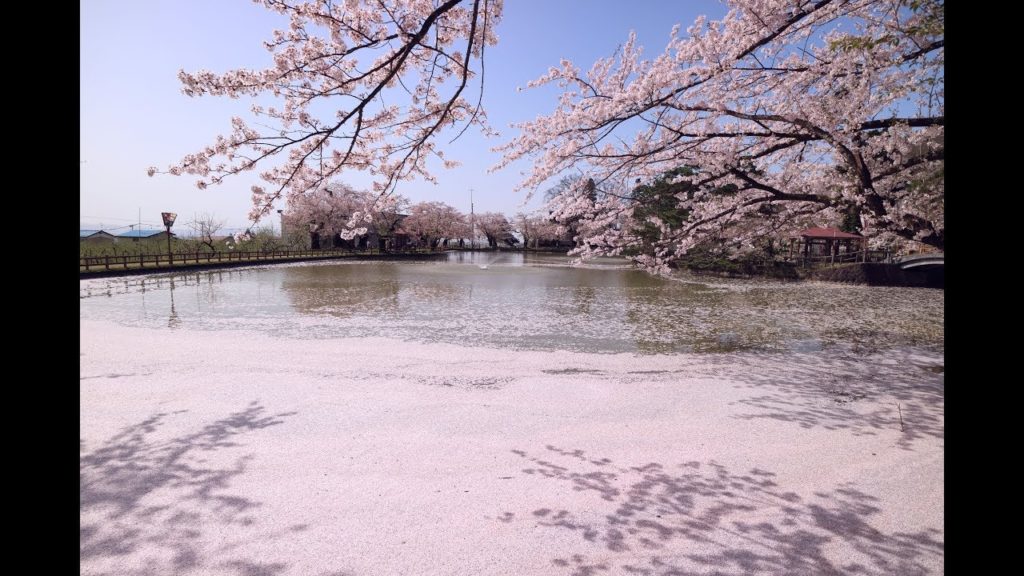 JG☆☆4K 秋田 真人公園の桜 Akita,Sakura at Mato Park