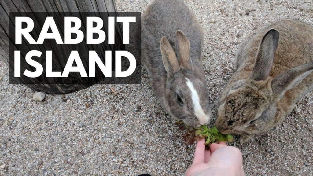 Rabbit Island (Okunoshima) | Japan Vlog 8 | Lin Nyunt