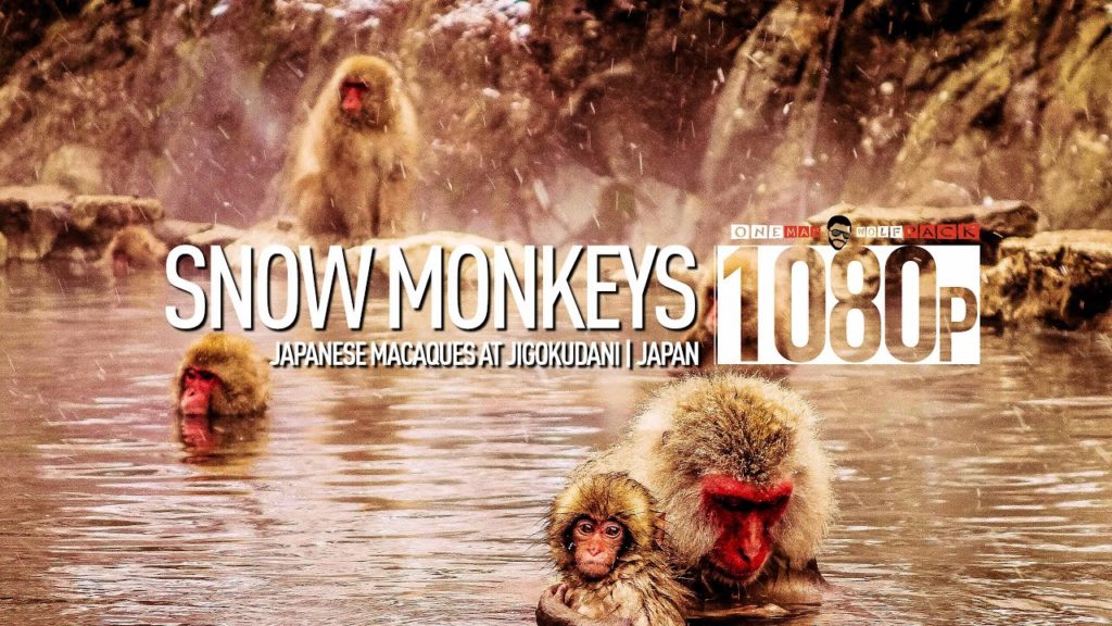 【1080p】Footage | Jigokudani SNOW MONKEYS 2019 ..: Japanese Macaques | Hot Bath in Nagano Monkey Park