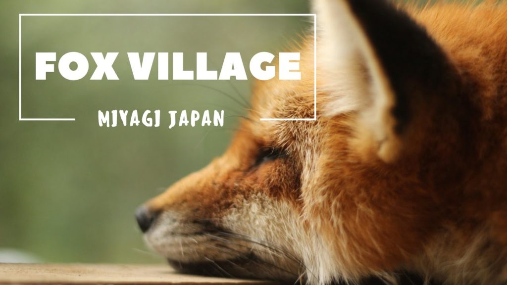 Travel  North Japan – Fox Village in Miyagi  – Go!Go!Tohoku!! Travel  North Japan - Fox Village in Miyagi  - Go!Go!Tohoku!!