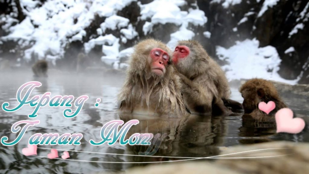 Travel Jepang : Taman Monyet Jigokudani Monyet di Pemandian Air Panas, Nagano, Jepang Travel Jepang : Taman Monyet Jigokudani Monyet di Pemandian Air Panas, Nagano, Jepang