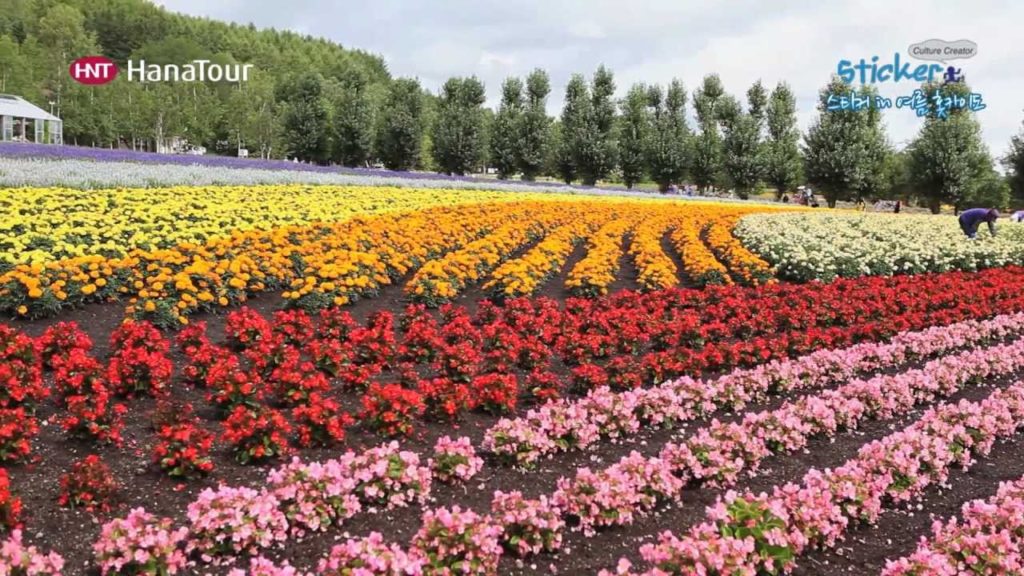 [일본여행] 후라노 비에이 / Furano & Biei, Hokkaido / 하나투어 스티커