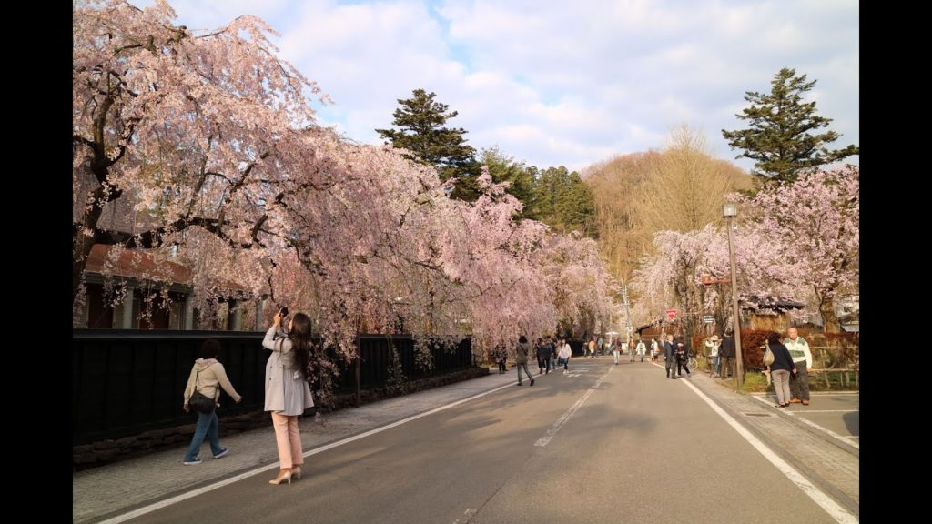 JG☆☆☆☆4K 秋田 角館の桜 Kakunodate cherry blossoms,Akita