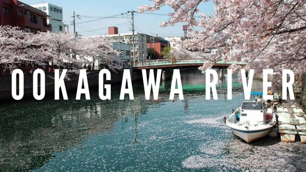 Cherry-blossom viewing in Ookagawa River, Yokohama 2018