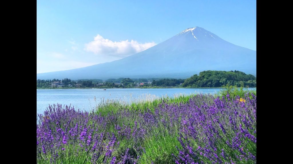 Lavenders and Mt.Fuji at lake Kawaguchiko 河口湖ハーブフェスティバル2018 Lavenders and Mt.Fuji at lake Kawaguchiko 河口湖ハーブフェスティバル2018