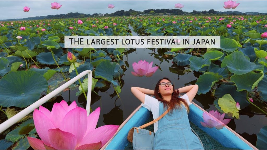 The Largest Lotus Festival in Japan - Lake Izunuma-Uchinuma - Go!Go!Tohoku!! Japan Travel