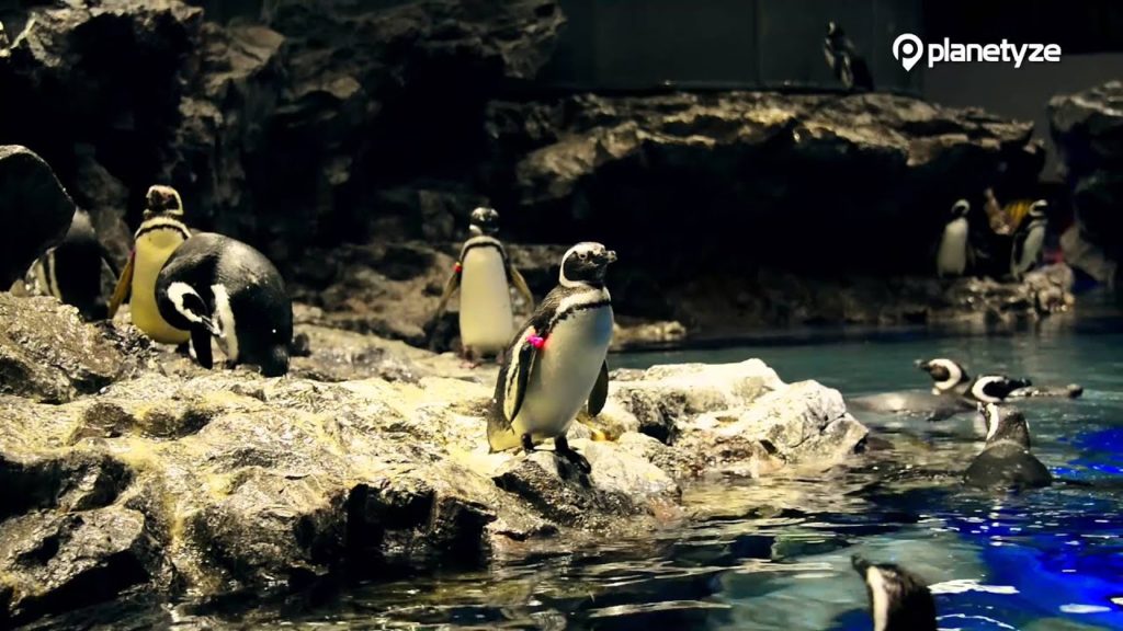 Sumida Aquarium, Tokyo | One Minute Japan Travel Guide Sumida Aquarium, Tokyo | One Minute Japan Travel Guide