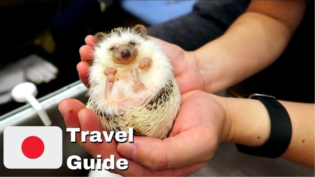 Harry's Hedgehog Cafe Experience Review - Roppongi, Tokyo | Japan Travel Guide