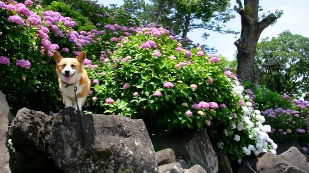 Hydrangea & iris / 小田原城あじさい花菖蒲まつり 20120615 Goro@Welsh corgi