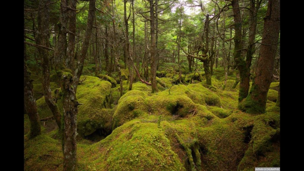 JG 4K HDR 長野 白駒池 Shirakomaike,Nagano
